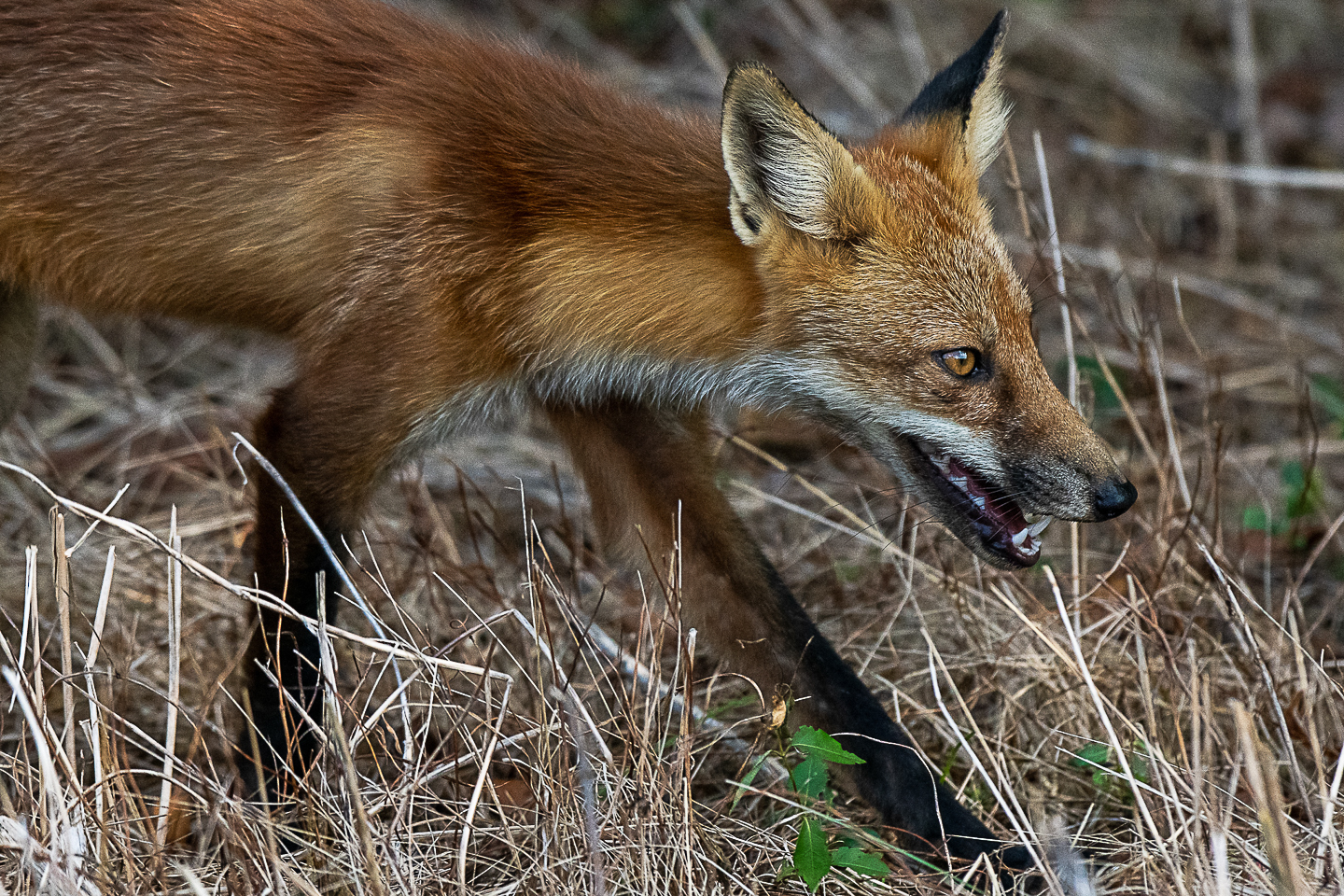 3rd Grand Award For Year End Open Color In Class 1 By Dennis Roberts For Red Fox With 22.5 Points in MAY-10-2023.jpg